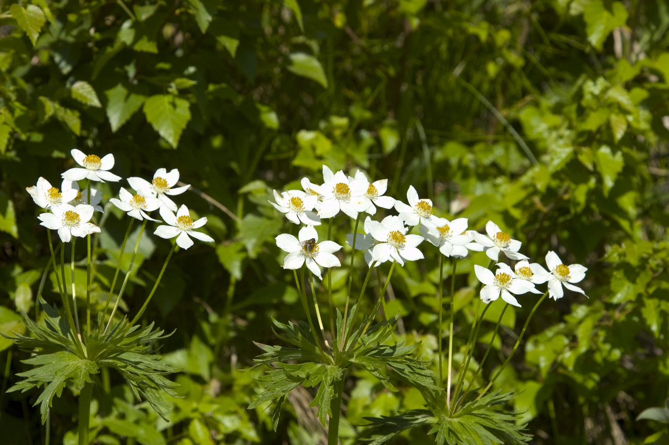Image of Anemonastrum fasciculatum specimen.