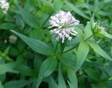 Asperula caucasica