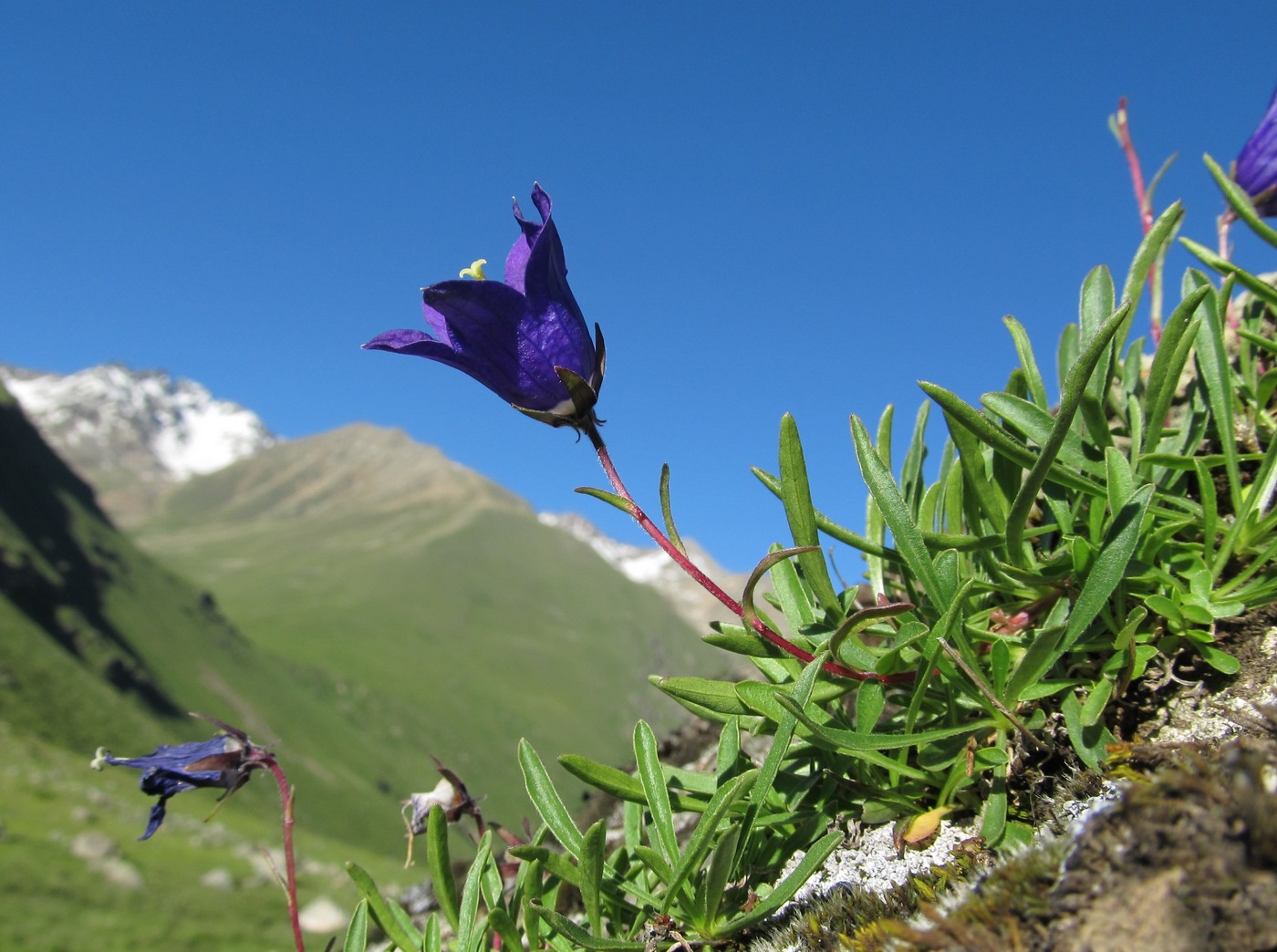 Изображение особи Campanula saxifraga.