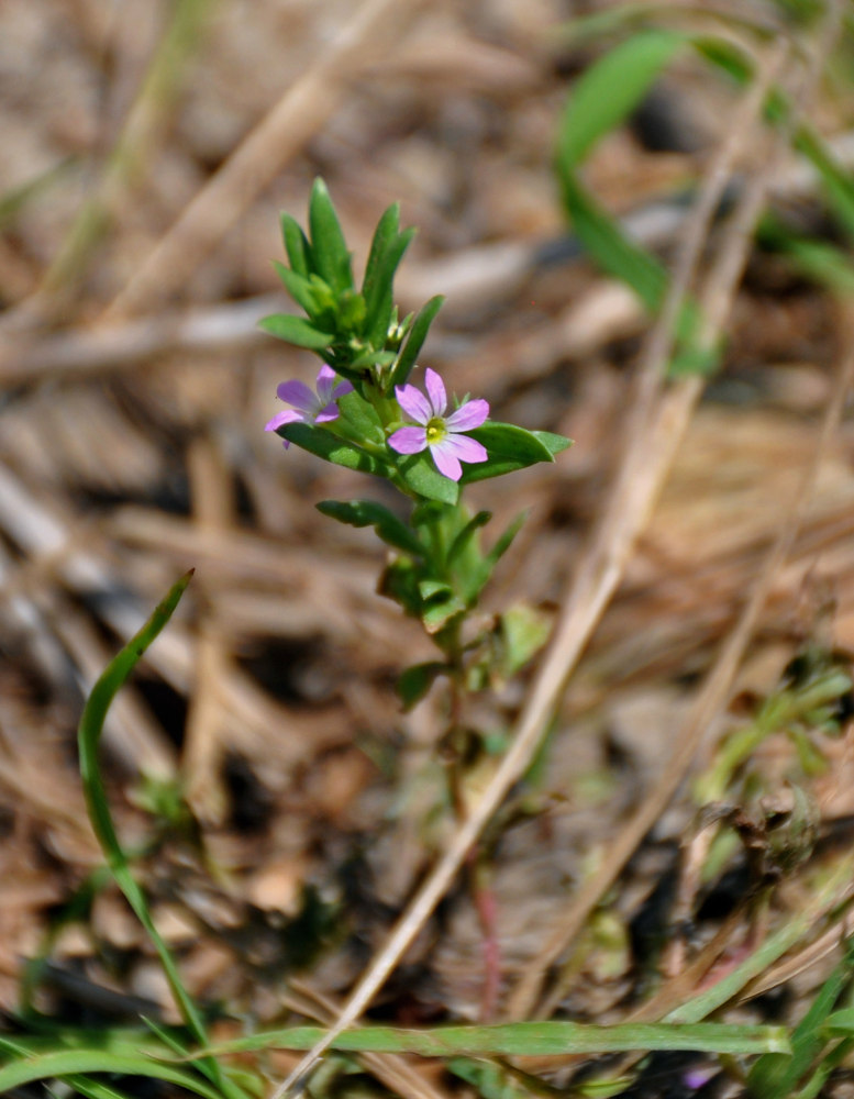 Image of Lythrum hyssopifolia specimen.