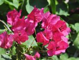 род Bougainvillea. Соцветия. Южный Китай, Гуанси-Чжуанский автономный р-н, окр. г. Яншо, окр. Лунного Холма. 12.10.2017.