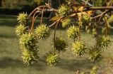 Liquidambar styraciflua. Соплодия. Крым, Симферополь, ботанический сад университета. 12.10.2017.