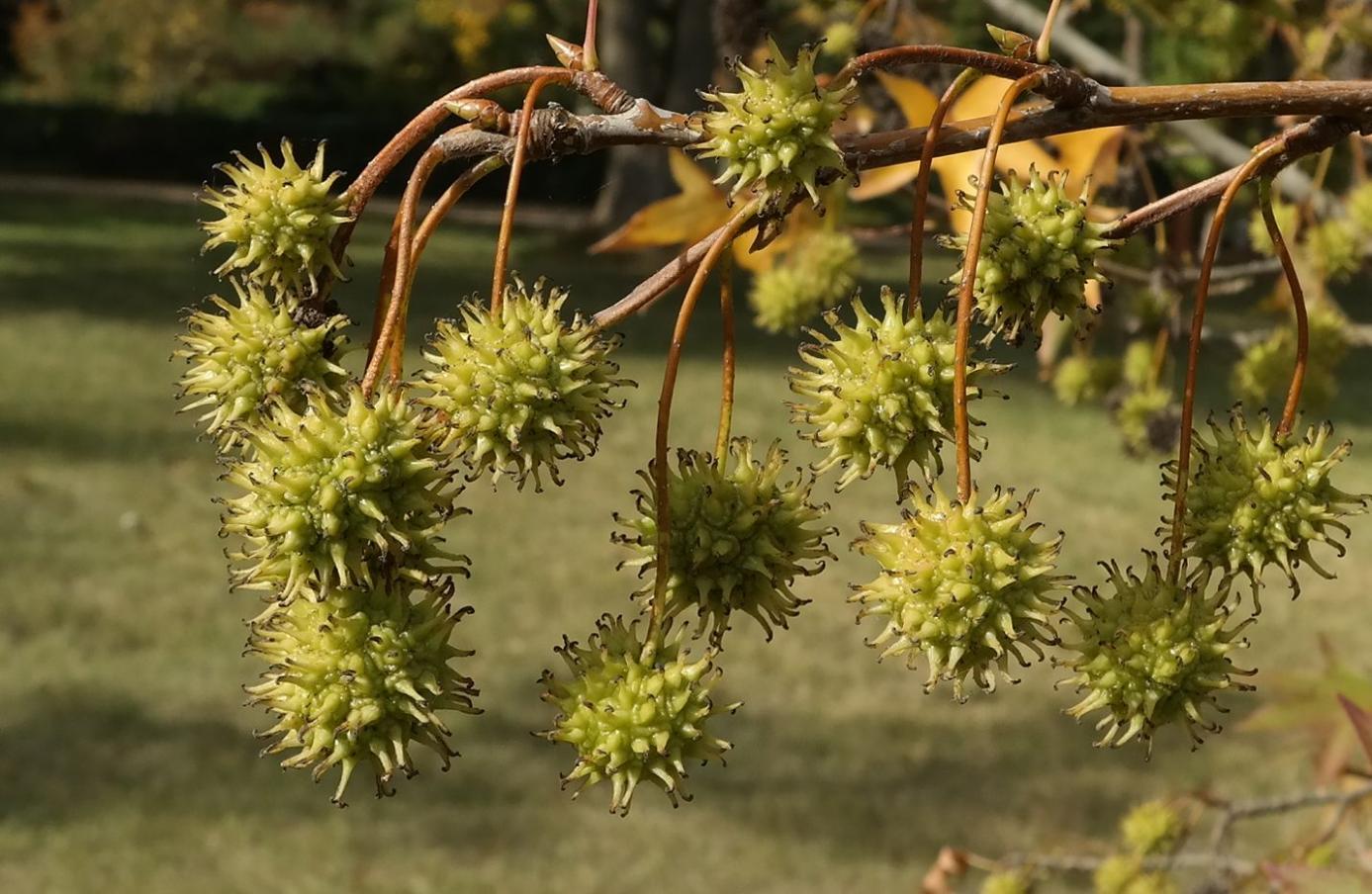 Изображение особи Liquidambar styraciflua.