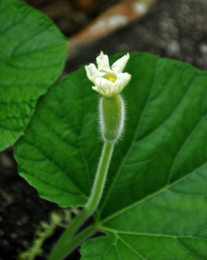 Image of Lagenaria siceraria specimen.