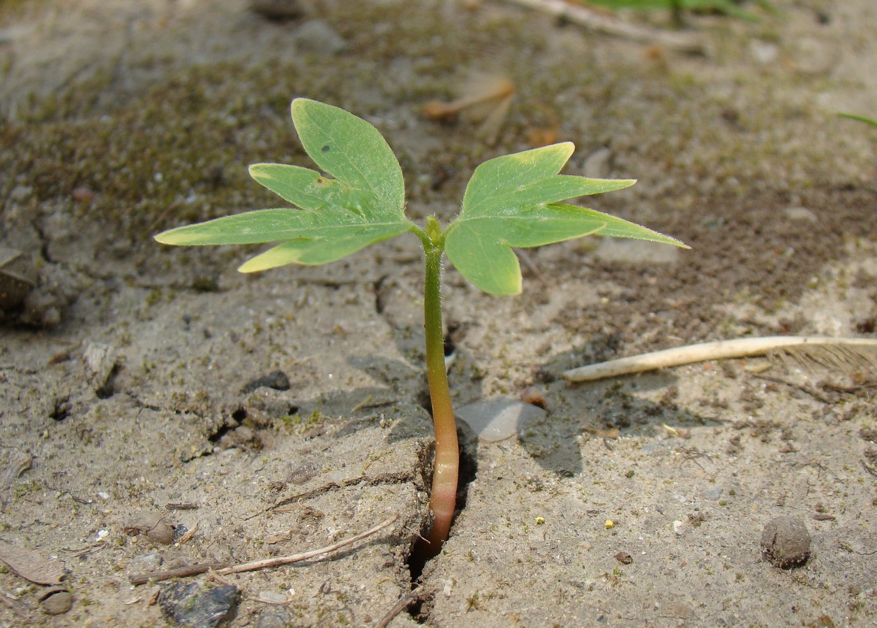 Image of genus Tilia specimen.