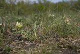 Astragalus resupinatus. Цветущее растение. Краснодарский край, м/о г. Новороссийск, гора Шахан, поляна среди густого пушистодубово-грабинникового леса. 17.04.2018.