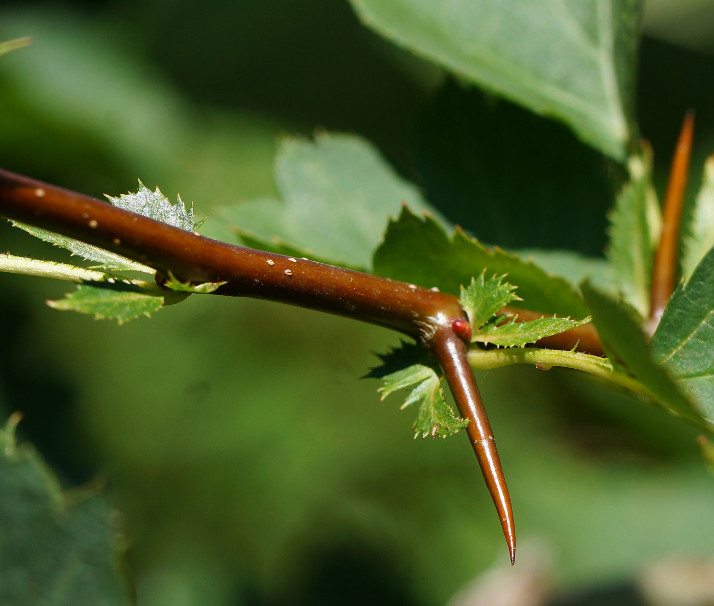 Изображение особи Crataegus chlorocarpa.