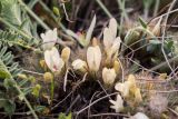 Astragalus dolichophyllus. Цветки. Крым, Керченский п-ов, Опукский заповедник, приморская степь. 13.04.2018.