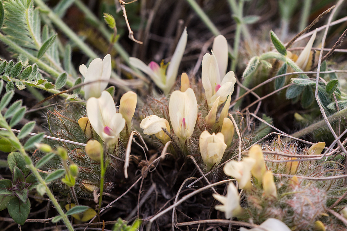 Изображение особи Astragalus dolichophyllus.