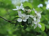 Malus prunifolia