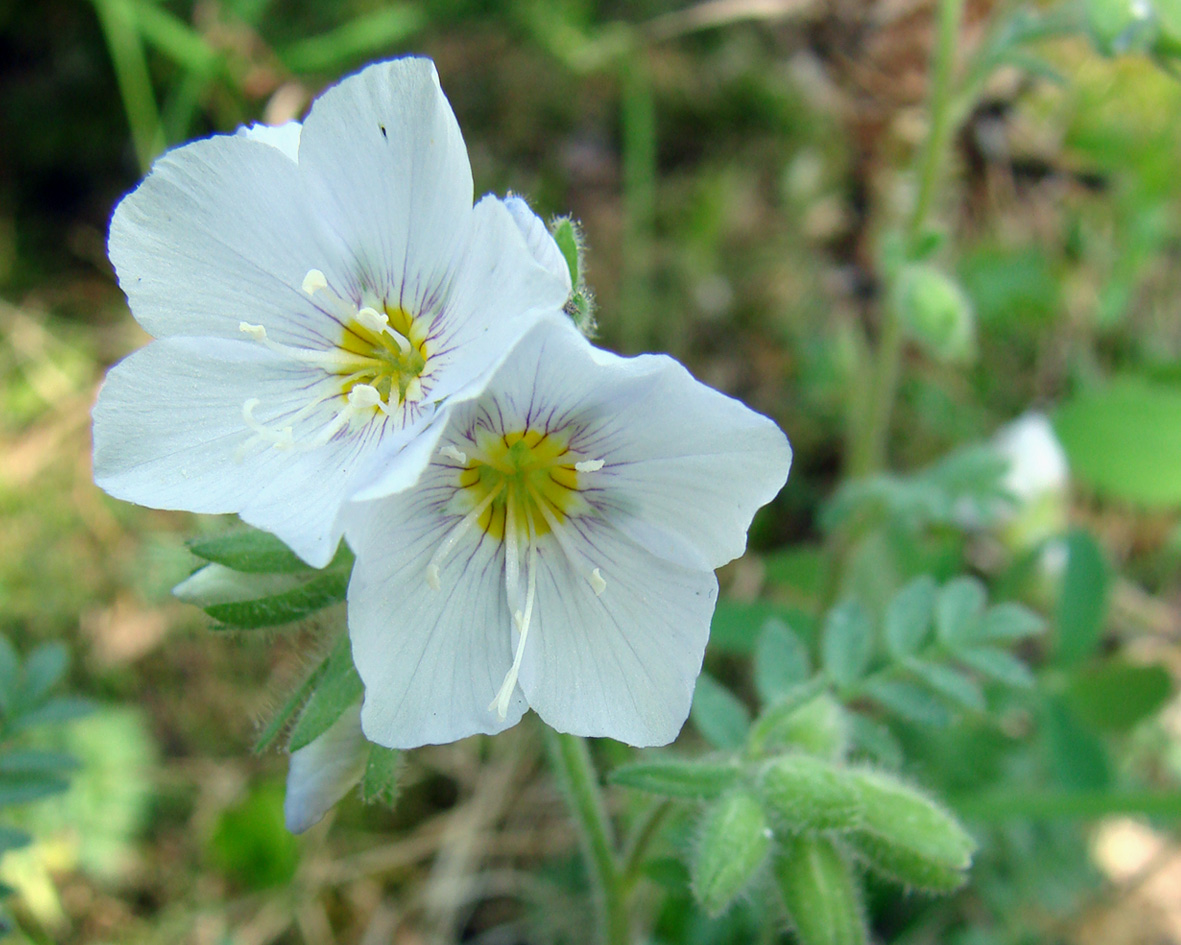 Изображение особи Polemonium boreale.