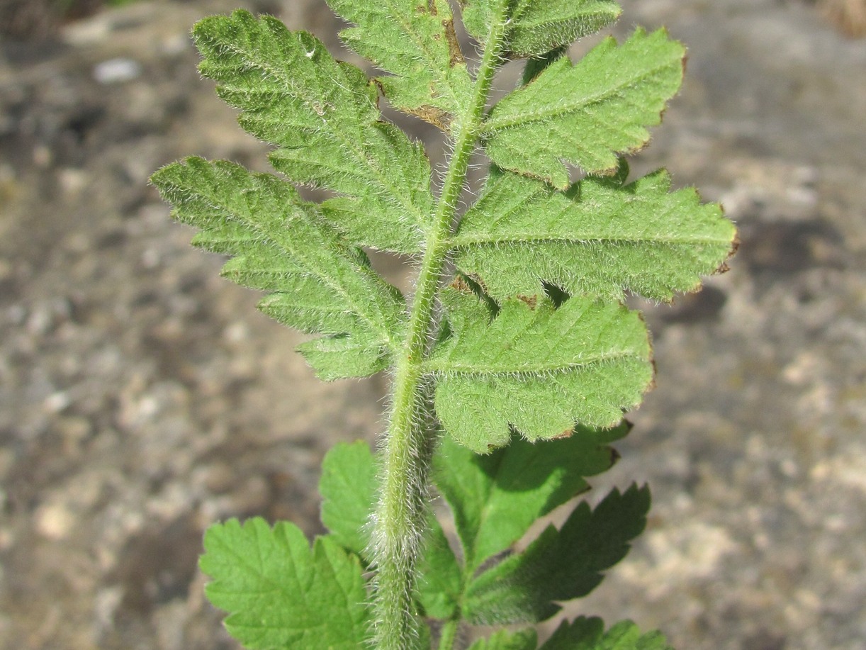 Image of Turgenia latifolia specimen.