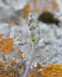 Plantago atrata. Верхушка побега с соцветием. Грузия, окраина с. Степанцминда, луг. 21.05.2018.