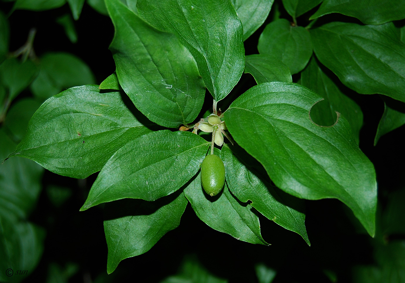 Изображение особи Cornus mas.