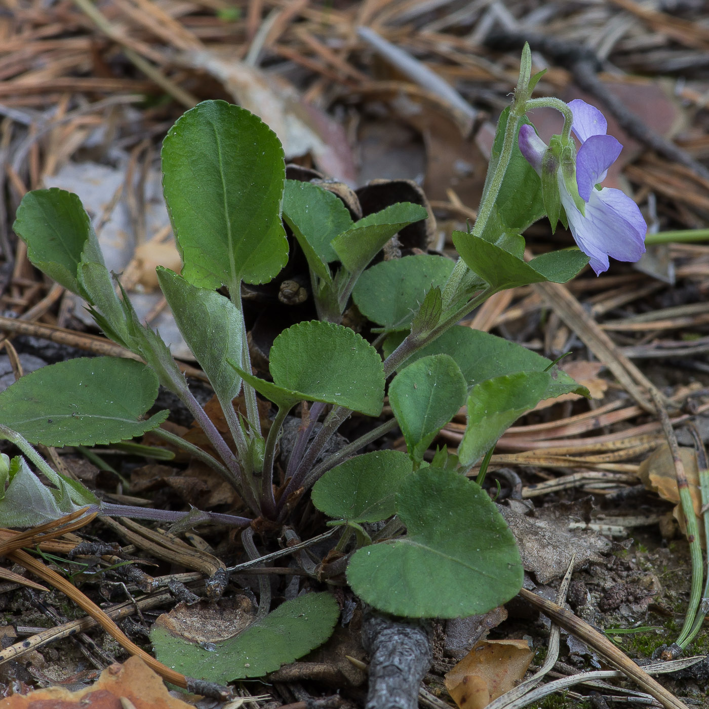 Image of Viola rupestris specimen.