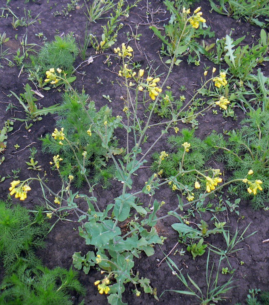 Изображение особи Brassica campestris.