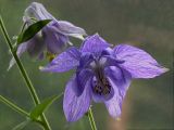 Aquilegia vulgaris. Цветки (диаметр венчика 5 см). Киев, Святошинский лес, в тенистом ольшанике на берегу озера. 31 мая 2010 г.