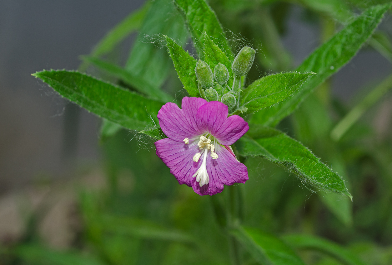 Image of Epilobium hirsutum specimen.