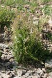 Galium boreale. Отцветающее и плодоносящее растение. Псковская обл., Псковский р-н, окр. погоста Выбуты, берег р. Великая, нижняя часть пологого известнякового склона. 26.06.2018.