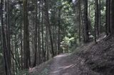 Picea orientalis