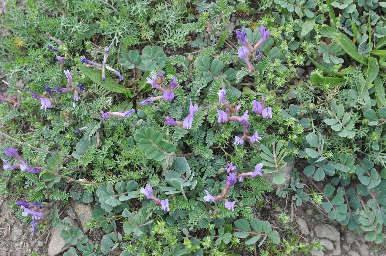 Image of genus Astragalus specimen.