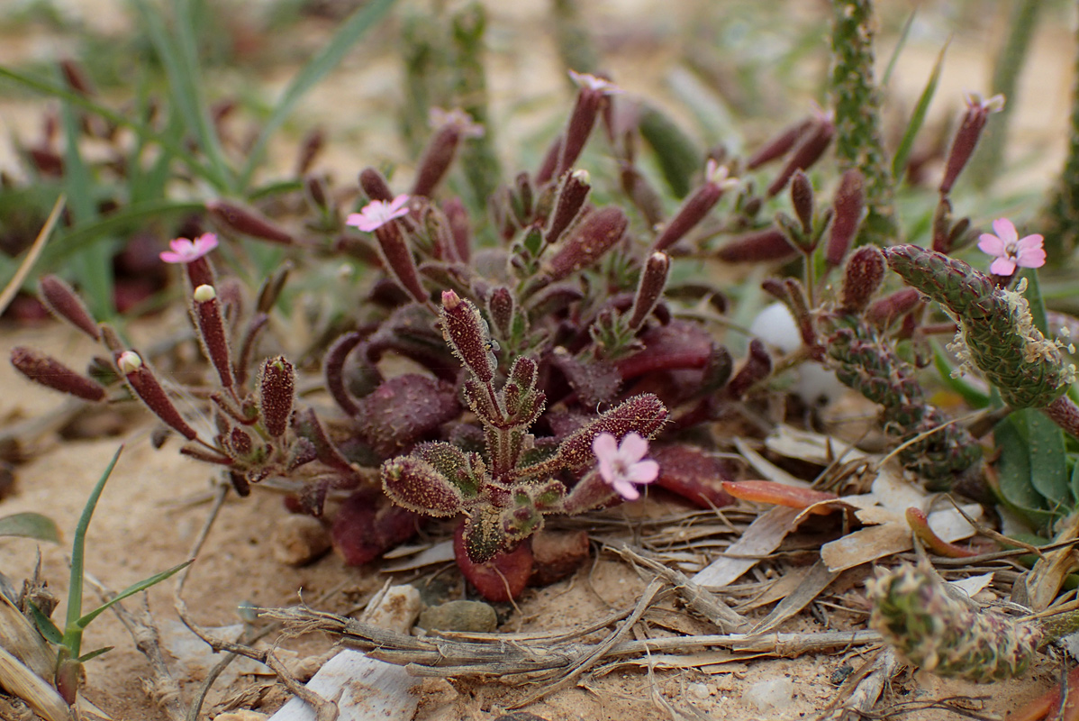 Image of Silene pentelica specimen.