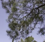 Allocasuarina inophloia