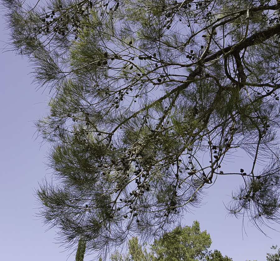 Image of Allocasuarina inophloia specimen.