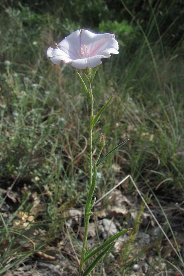 Image of Convolvulus cantabrica specimen.