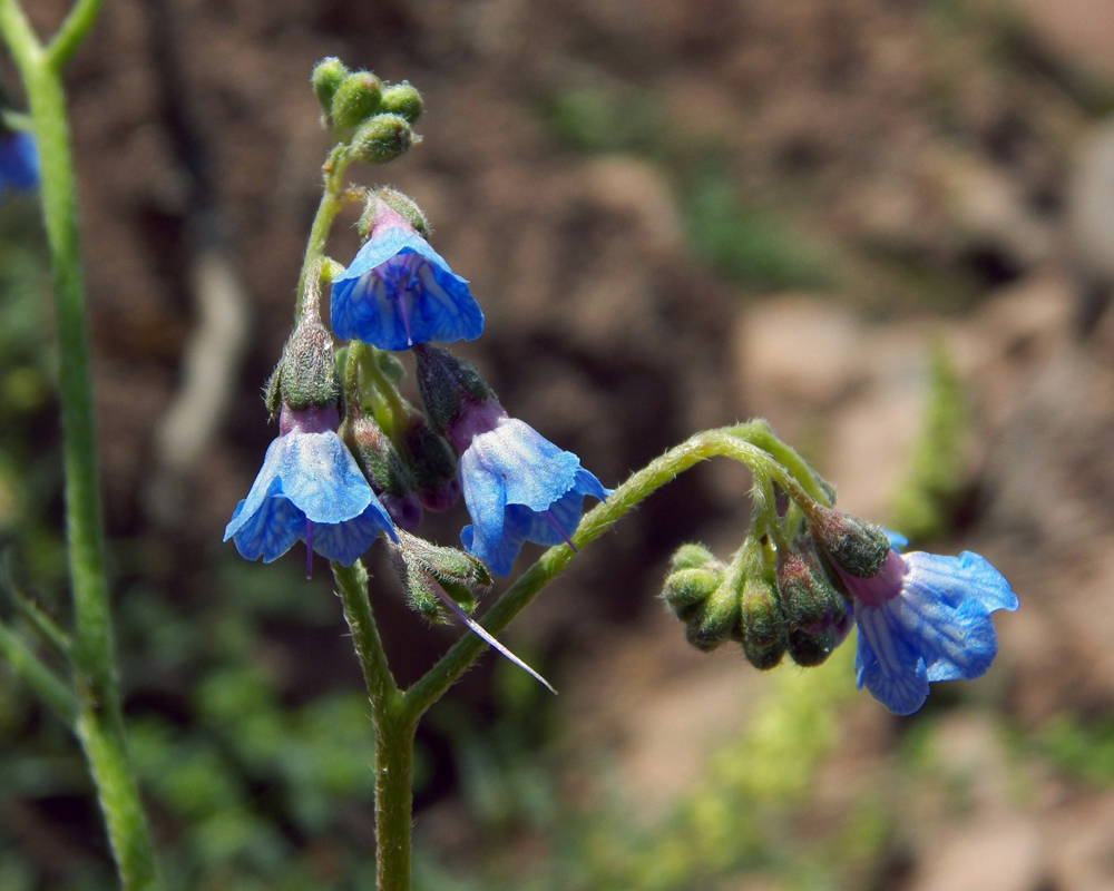 Изображение особи Lindelofia macrostyla.