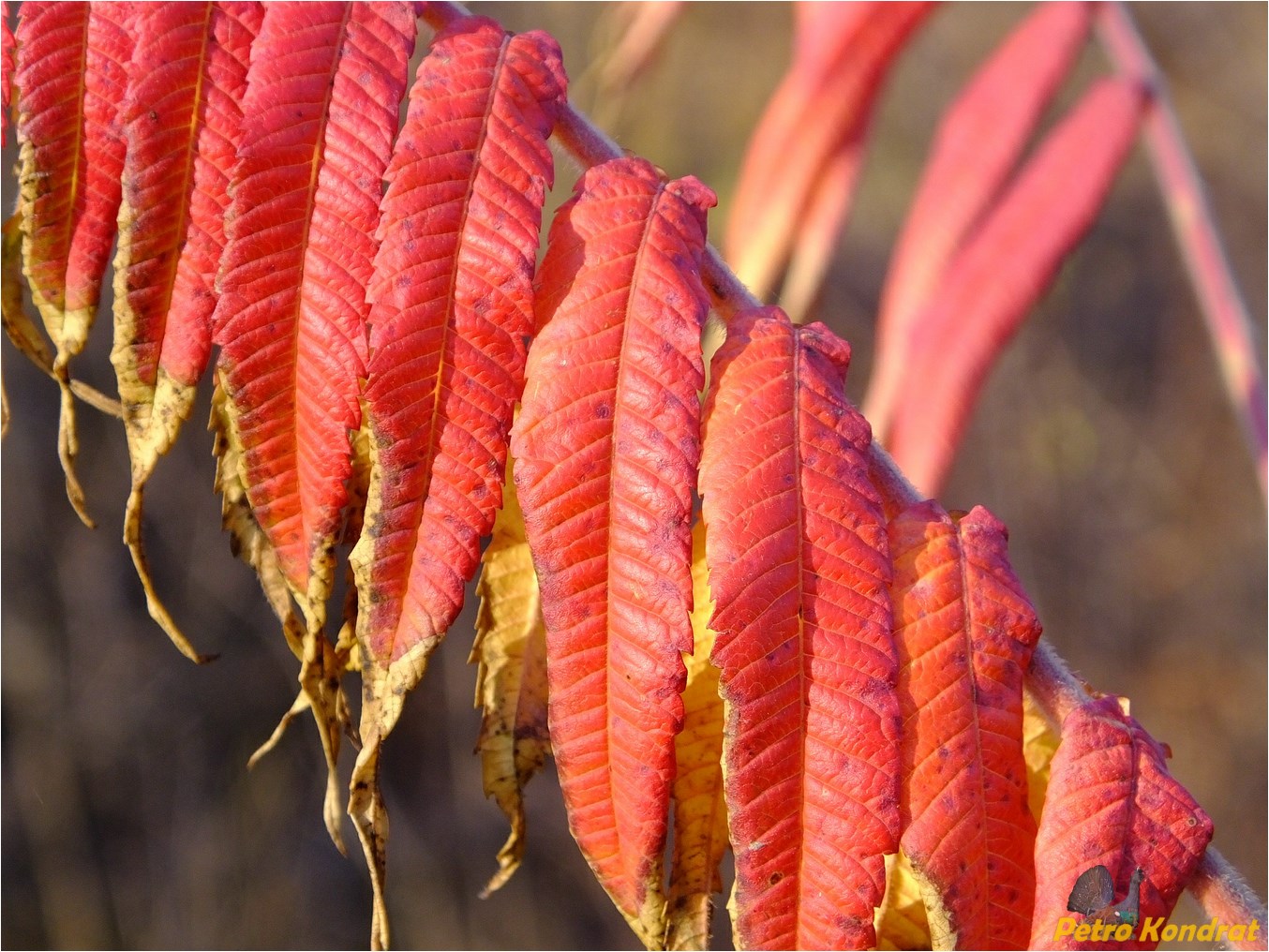 Изображение особи Rhus typhina.