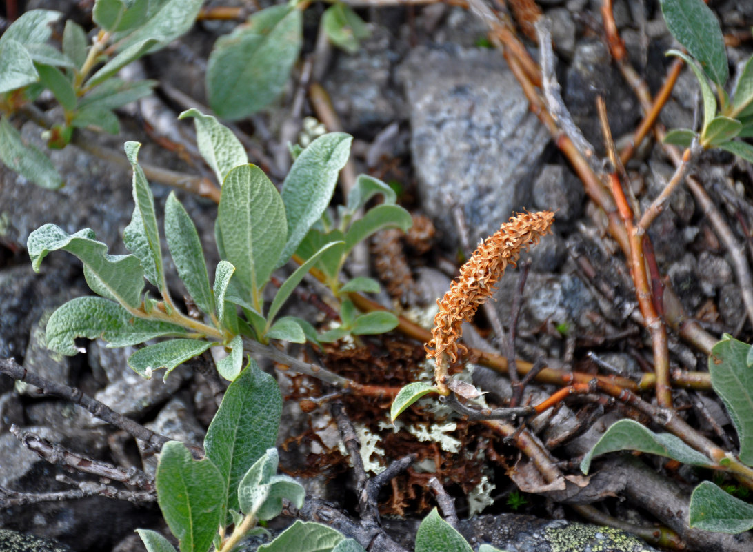 Image of Salix lanata specimen.