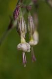 Image of taxon representative. Author is Александр Митяев