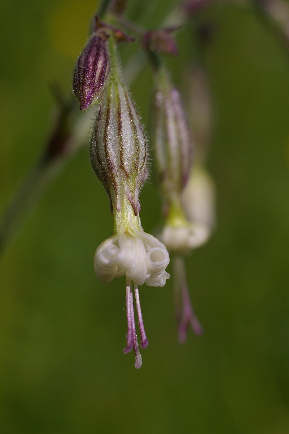 Image of Silene nutans specimen.