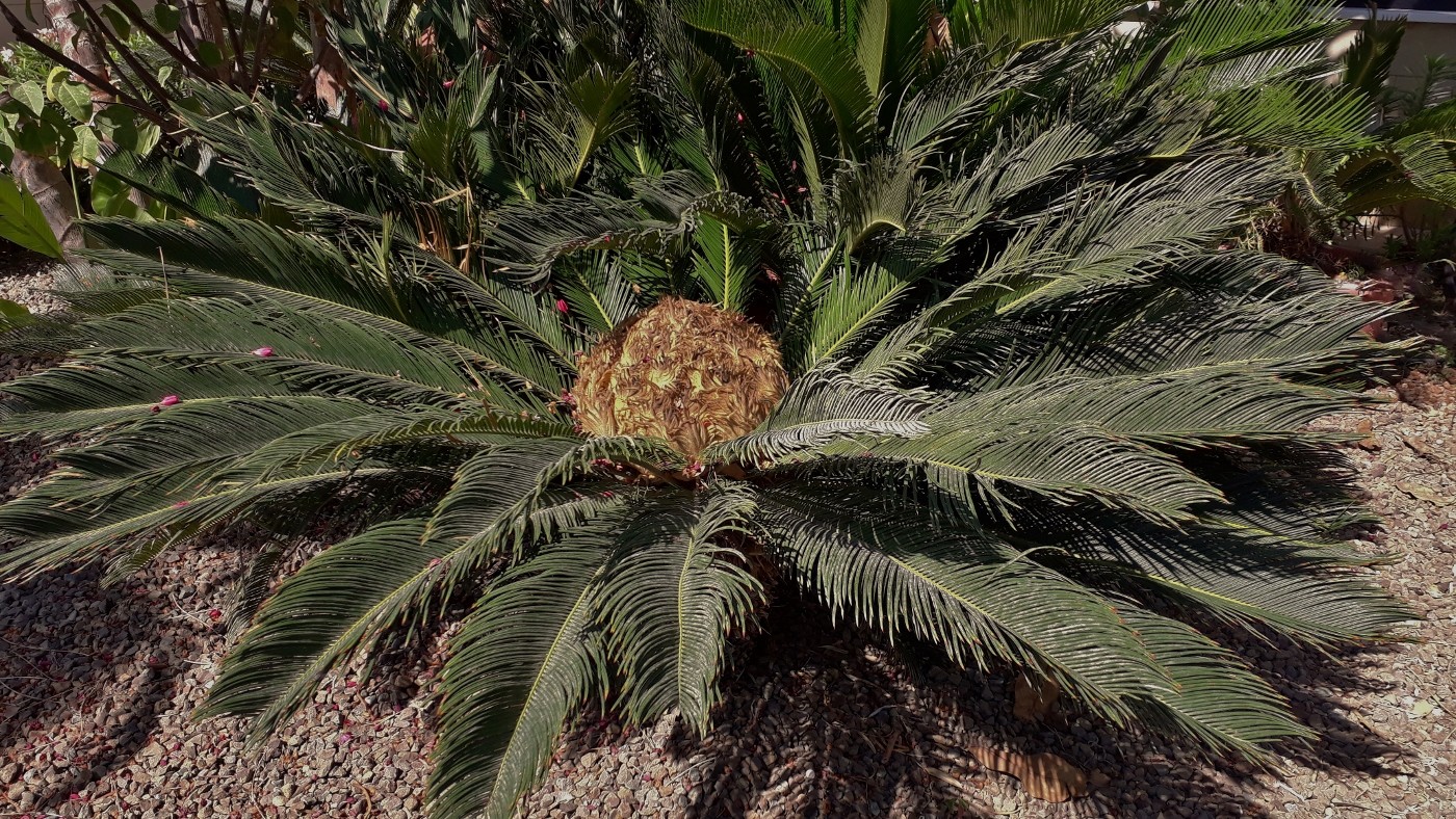 Image of Cycas revoluta specimen.