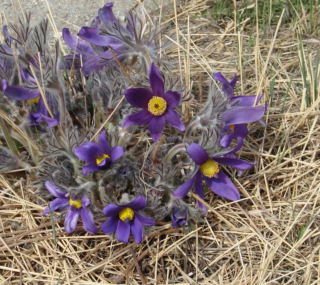 Image of Pulsatilla turczaninovii specimen.