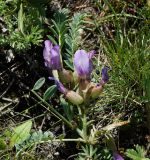 Astragalus megalanthus. Верхушка цветущего побега. Казахстан, Восточно-Казахстанская обл., г. Усть-Каменогорск, восточные окр., Лесхоз, нижняя часть склона сопки. 13.05.2018.