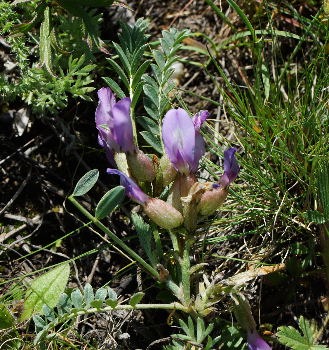 Изображение особи Astragalus megalanthus.