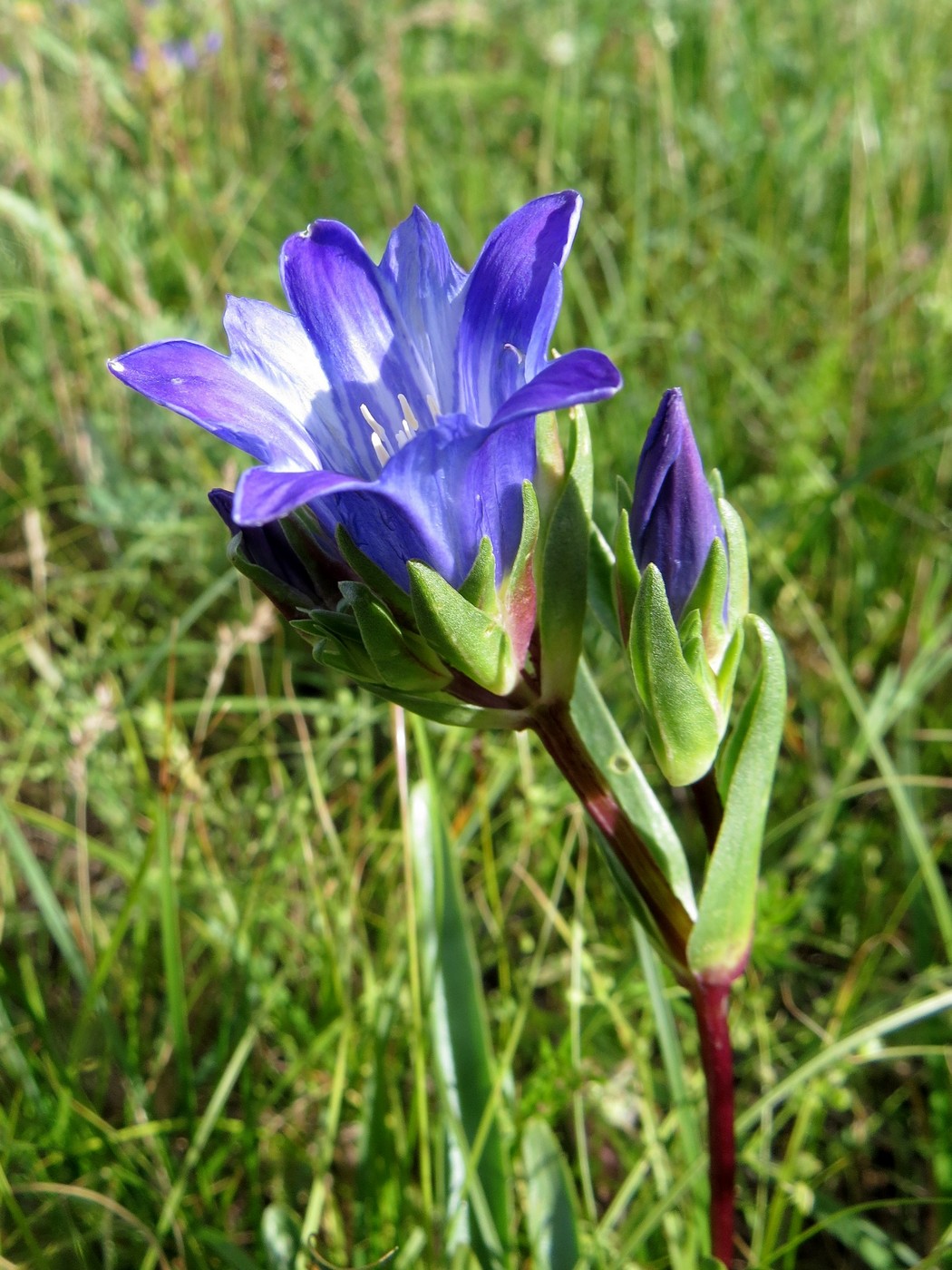 Image of Gentiana olivieri specimen.