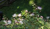 Capparis orientalis