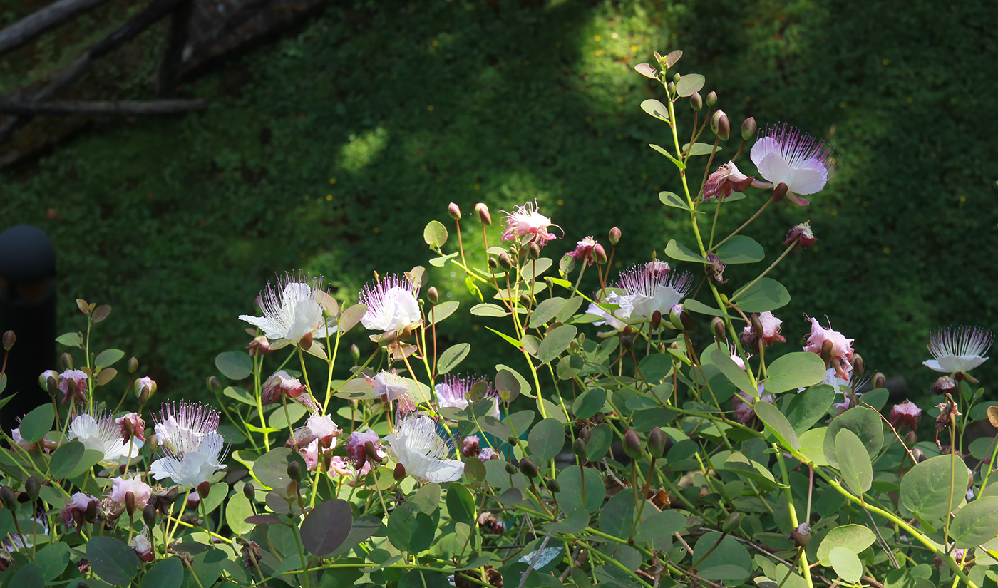 Image of Capparis orientalis specimen.