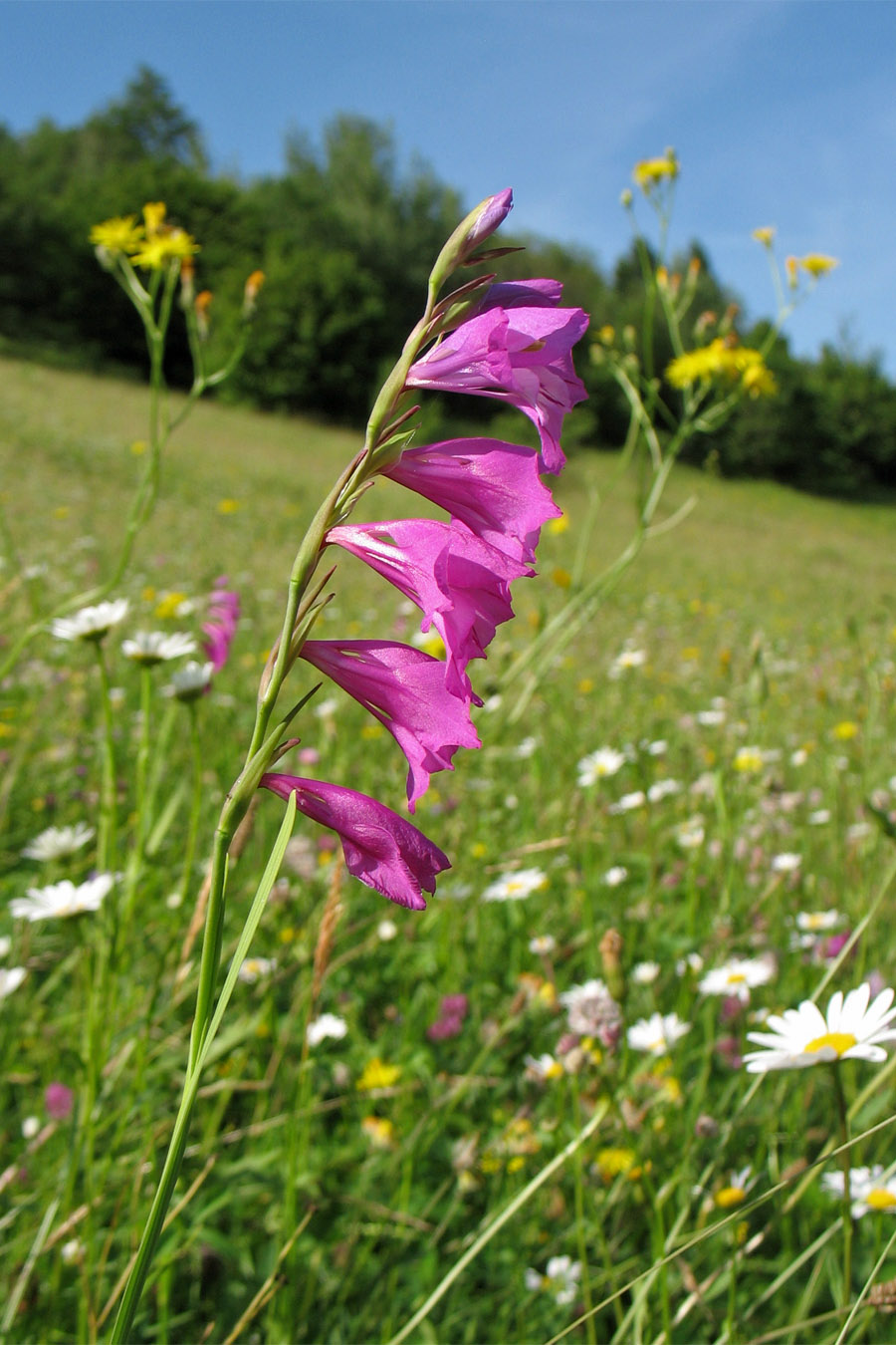 Image of Gladiolus imbricatus specimen.