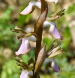 Anacamptis collina