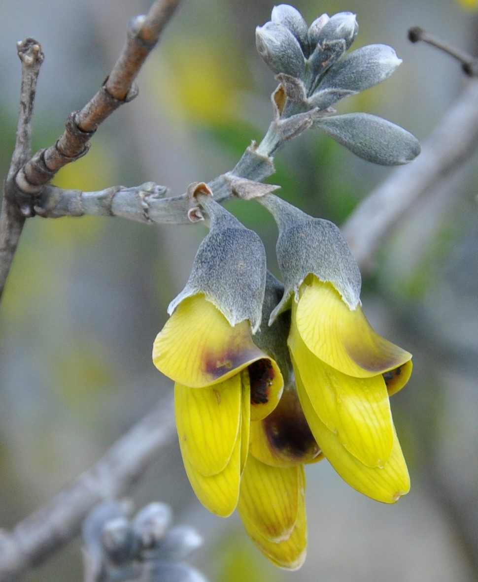 Image of Anagyris foetida specimen.