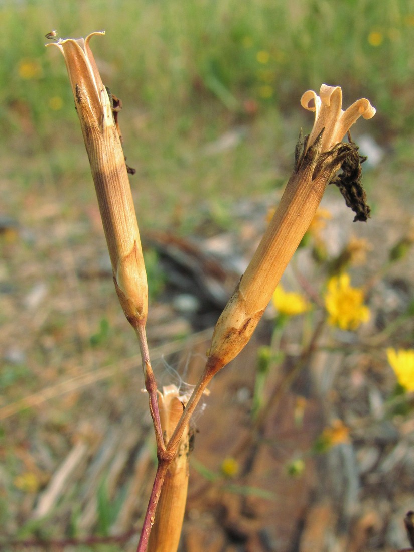 Image of Dianthus superbus specimen.