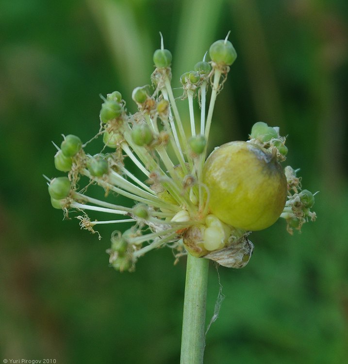 Изображение особи Allium gultschense.