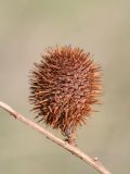 Image of taxon representative. Author is Владимир Эпиктетов