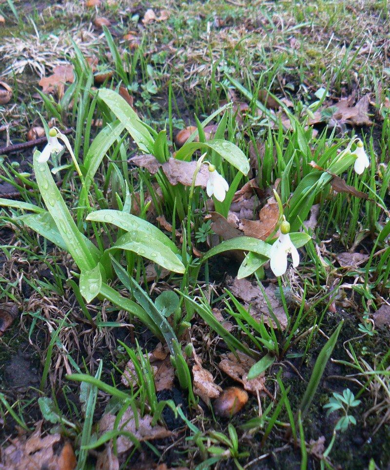 Изображение особи род Galanthus.