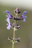 Salvia verbenaca. Часть соцветия. Испания, Каталония, провинция Жирона, комарка Альт-Эмпорда, окр. г. Фигерас, луг на крепостных валах. 31.03.2019.