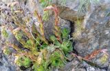 Rosularia sempervivum